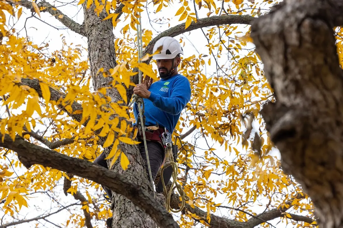 Skilled Tree Trimming crew working in Ephrata
